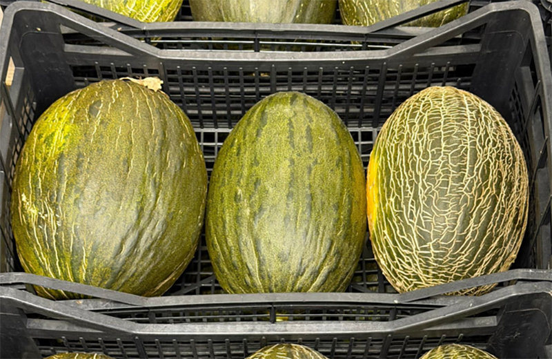 Melone Piel de Sapo - Sardegna - 1,80 a 2 euro al chilogrammo